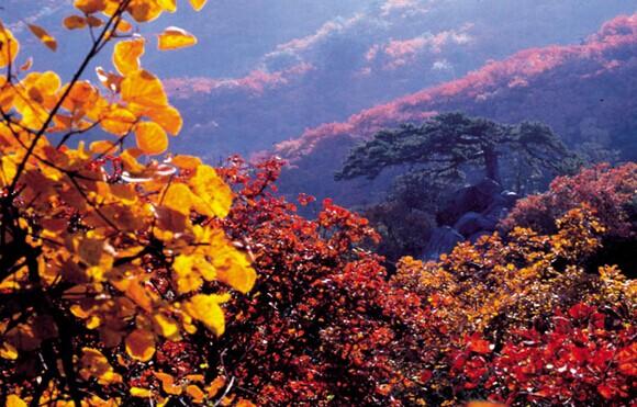 北京香山紅葉秋景