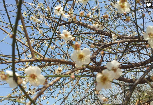 蘿崗香雪公園門票