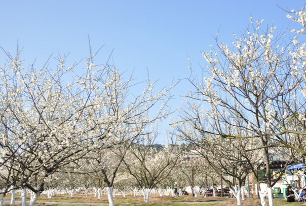 蘿崗香雪公園門票